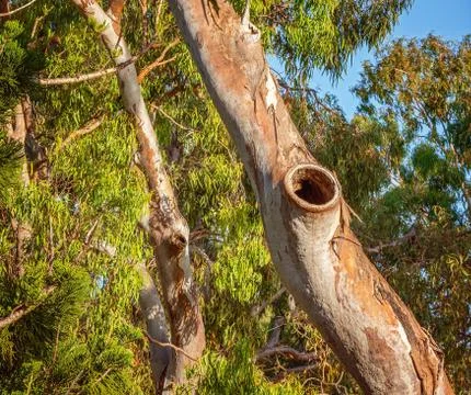 Bird Nesting Hole In A Tree Trunk Stock Photos