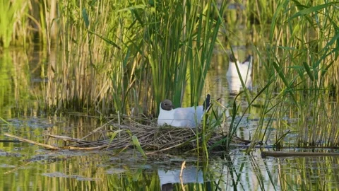 Bird Nesting in Reeds on the Ros River, Ukraine at Sunset Stock Footage 326271670