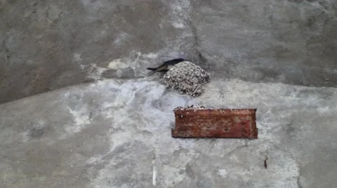Bird Nesting on the Side of a Wall Stock Footage 53202913