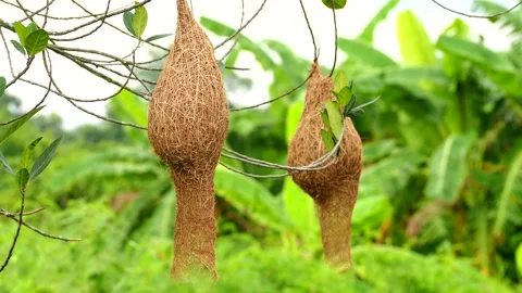 Bird nests are hanging on tree, out door Chiangmai Thailand. Stock Footage 281606889