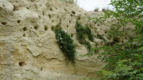 Bird nests in burrows Stock Photos