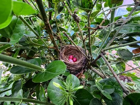 Bird nests commonly contain multiple eggs 库存照片
