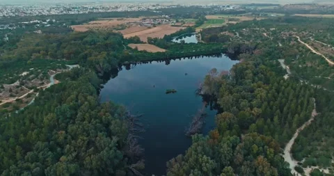 Bird nests floating on shallow lake in Athalassa Park Stock Footage 307071071