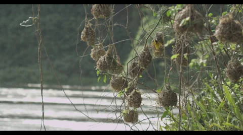Bird Nests Stock Footage 32234324