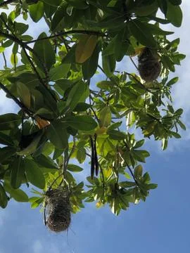 Bird nests 库存照片