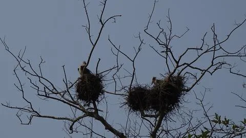 Bird nests Foto stock
