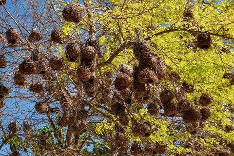 Bird nests on a tree Stock Photos