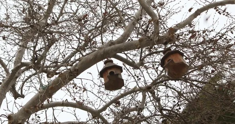 Bird Nests on Tree under Strong Wind in Storm Stock Footage 102516694