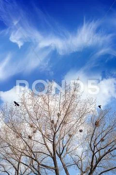 Bird nests on trees Stock Photos