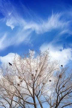 Bird nests on trees Stock Photos