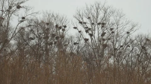 Bird nests in the treetops in winter Vídeo Stock 144174084