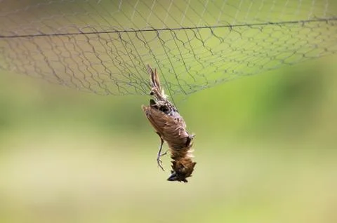Bird in the net Stock Photos