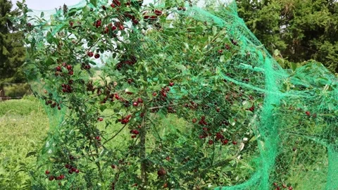 Bird net protects ripe sour cherries during a productive harvest season Stock Footage 338279004