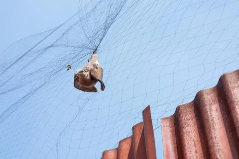Bird netting Stock Photos