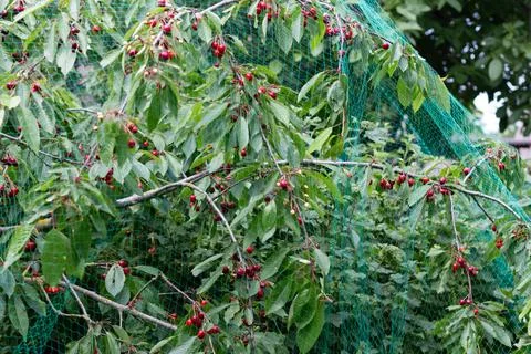 Bird netting on a tree with ripe cherries. Juicy cherry berries. Foto stock