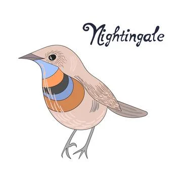 Bird nightingale vector illustration Stock Illustration
