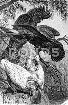 Bird Nose Cockatoo Calyptorhynchus banksii Cacatua tenuirostris a species of Stock Illustration