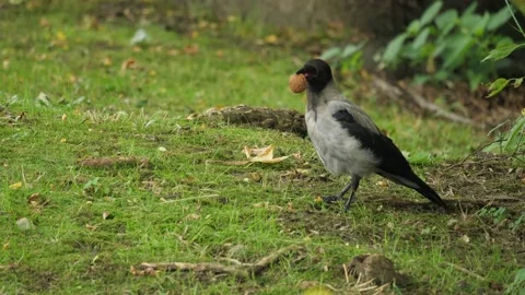Bird with a nut in its beak Stock Footage 159364808