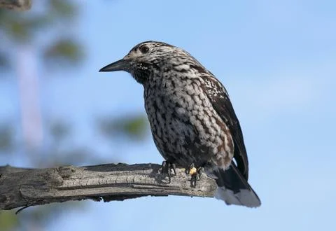 Bird nutcracker closeup in Siberia Foto stock