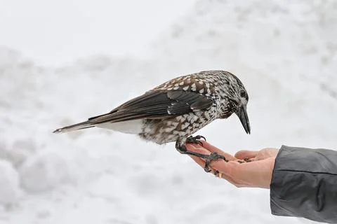 Bird nutcracker on hand Stock Photos