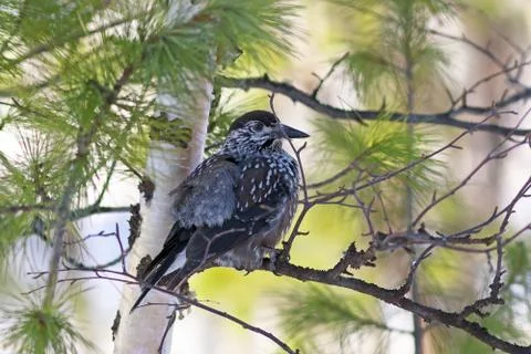 Bird Nutcracker is resting on birch Foto stock