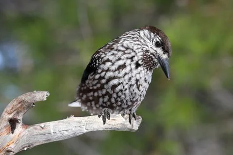 Bird nutcracker sitting on the dry twig of pine Stock Photos