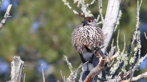 Bird Nutcracker in the winter among the pine needles of cedar in Siberia Stock Footage 94960737