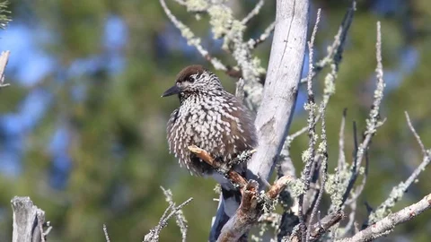 Bird Nutcracker in the winter sitting on the branches in Siberia Stock Footage 94960749