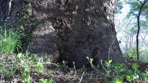 Bird Nuthatch at base of large tree Stock Footage 74662423