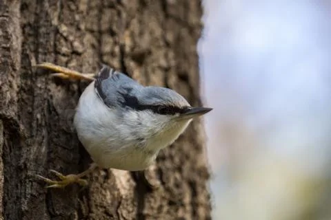 Bird nuthatch Stock Photos