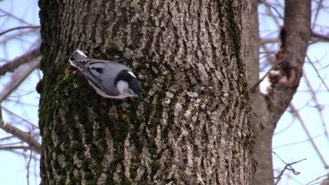 Bird nuthatch scaling a tree winter forest close up Stock Footage 103120643