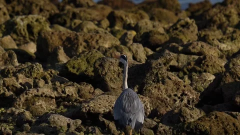 A bird at ocean coastline Stock Footage 300423925