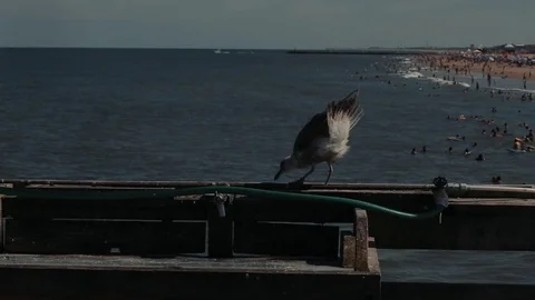Bird on ocean Stock Footage 76360242