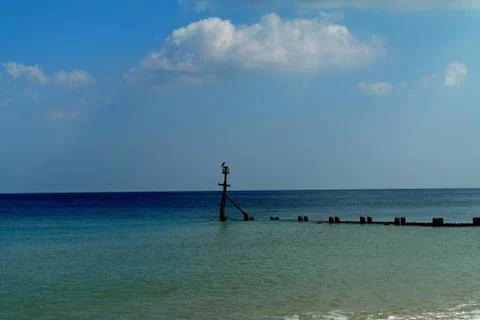 Bird by the ocean. Stock Photos
