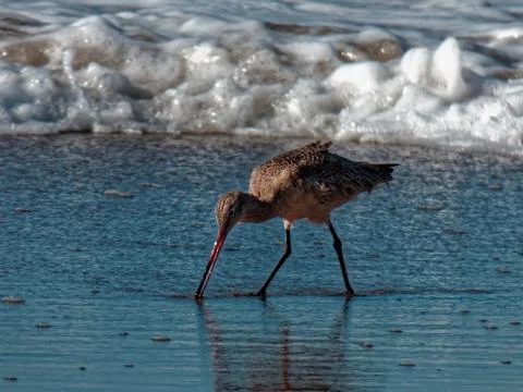 Bird by the ocean Stock Photos