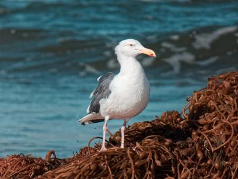Bird on the ocean Stock Photos