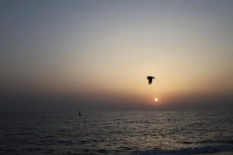 Bird ocean sunset Stock Photos