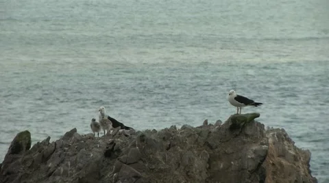 Bird with offspring Stock Footage 52223716