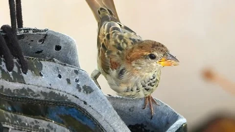 Bird on old trainers. Close up Stock Footage 206260154
