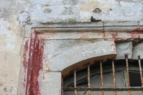 Bird on old window from Turkey Stock Photos
