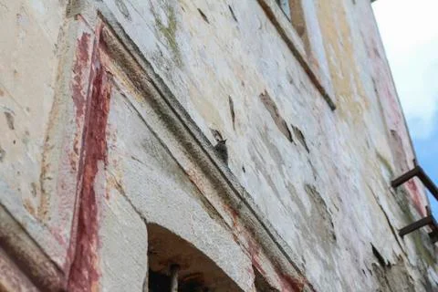 The bird on old window from Turkey Stock Photos