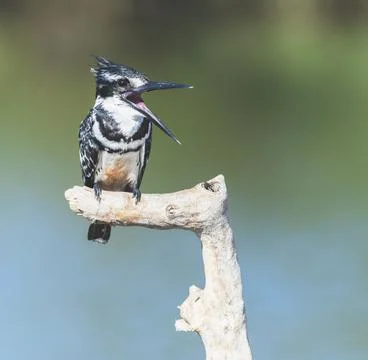 Bird from Oman Stock Photos