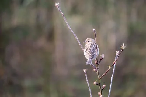 Bird - one sparrow on a tree branch Stock Photos