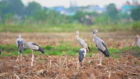 Bird openbill storks flock in rice field for seeding in summer season Stock Footage 129579493