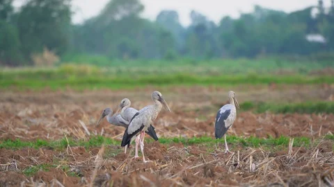 Bird openbill storks flock in rice field for seeding in summer season Video stock 129579702