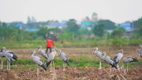 Bird openbill storks flock in rice field for seeding in summer season Vídeo Stock 129579871