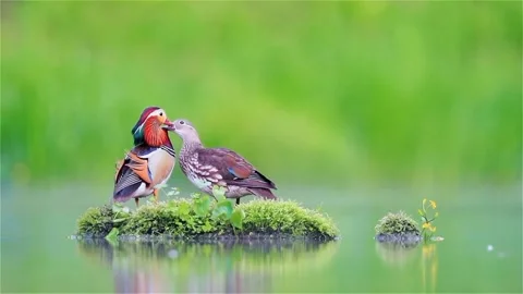 Is this a bird or a duck Stock Footage 211883119