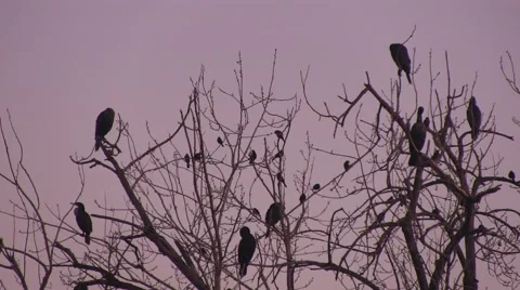 Bird ornaments in a tree Video stock 45756326