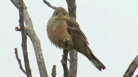 Bird Ortolan bunting singing and displaying landed on a branch after migration 库存影片 61276833