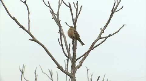 Bird Ortolan bunting singing and displaying landed on a branch after migration Video stock 61276902